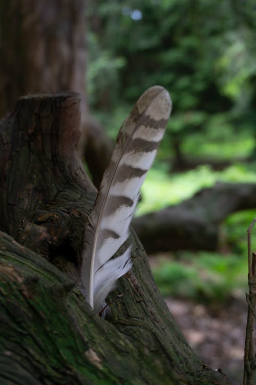 Free stock photo of bough, feather, forest