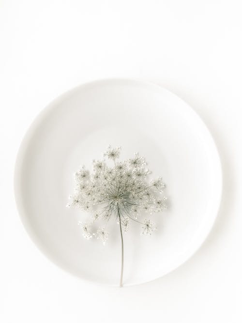 Darmowe zdjęcie z galerii z białe tło, kwiat, pionowy strzał
