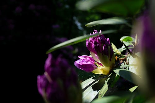 Free stock photo of daylight, flower, macro