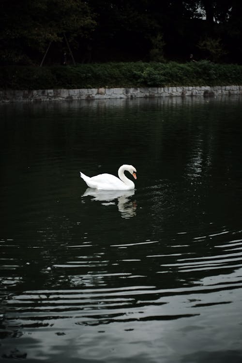 A White Swan on Water 