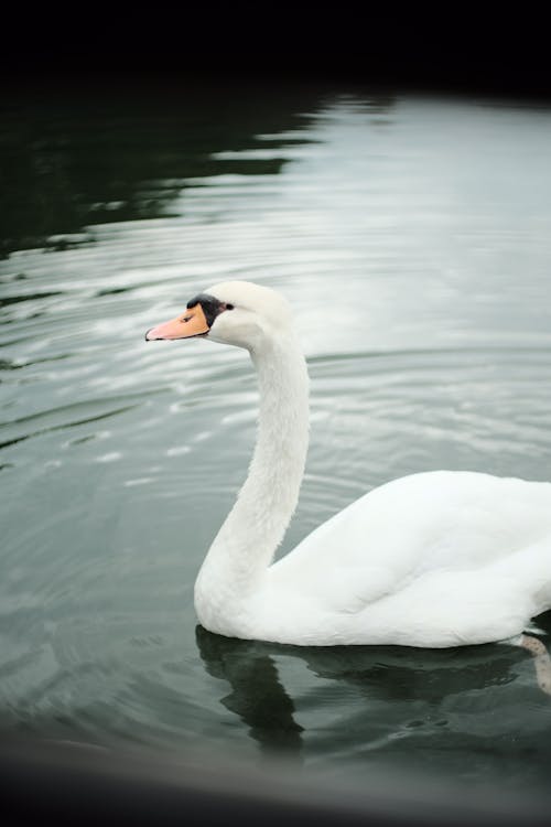 Základová fotografie zdarma na téma detail, fotografování zvířat, mute labuť