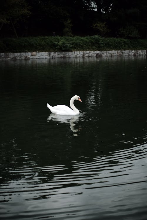 A Mute Swan on the Water 