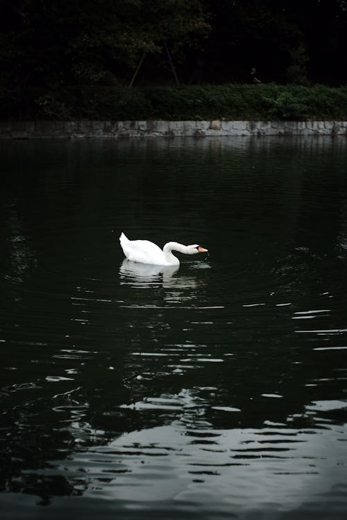 Základová fotografie zdarma na téma bílá labuť, fotografování zvířat, ptačí