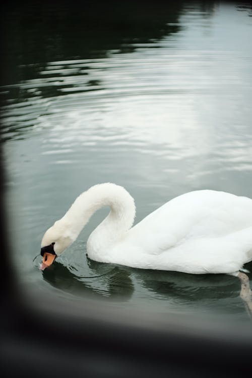 White Swan on a Body of Water