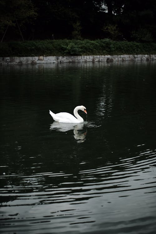 A White Swan on a Body of Water
