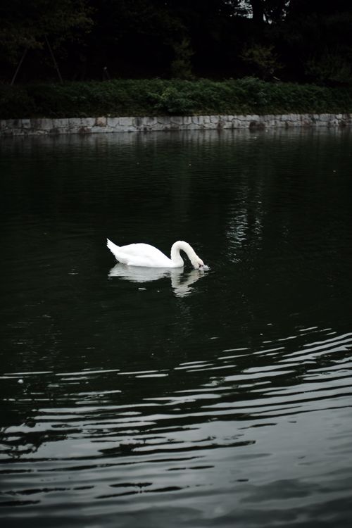 Free A solitary swan gliding across a calm lake, reflecting its serene grace and elegance. Stock Photo