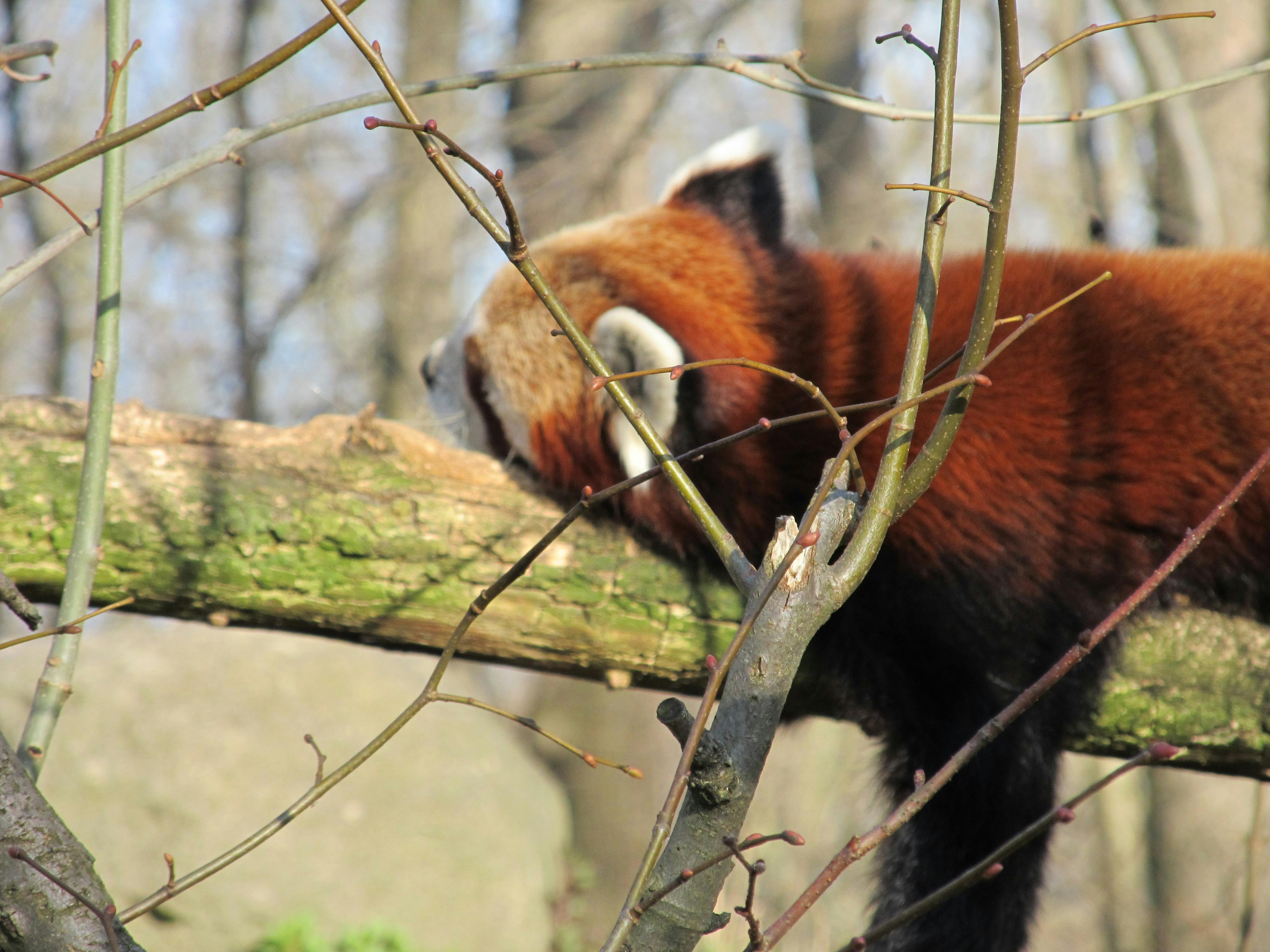 Free stock photo of red panda