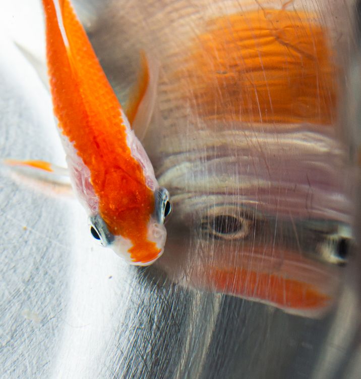 Refection Fish Close-up of Fish with its Reflection · Free Stock Photo