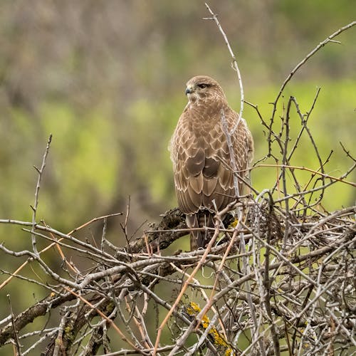 CLose-up of Buzzard Perching on the Branch 