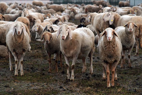 A Herd of Sheep on the Farm
