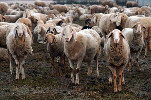 Free A large flock of sheep grazing in a rural pasture in Rizza, Veneto, Italy at dusk. Stock Photo