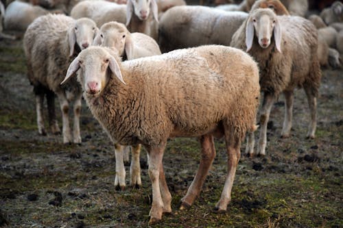 Безкоштовне стокове фото на тему «вівці, зграя птахів, ссавці»