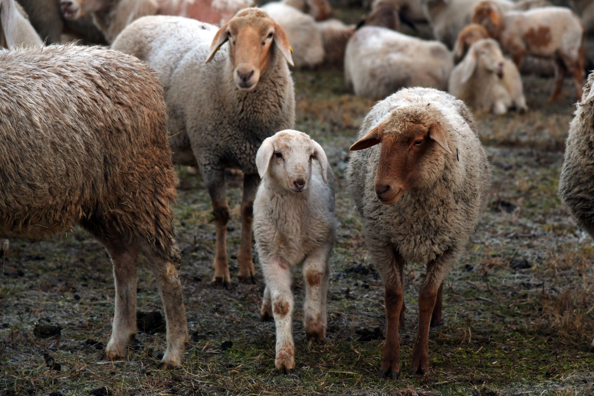 Flock of Sheep and a Little Lamb