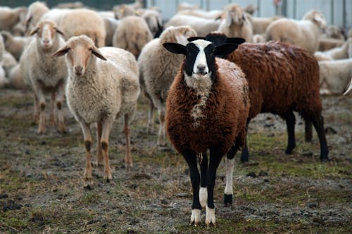 Immagine gratuita di azienda agricola, fotografia di animali, mandria