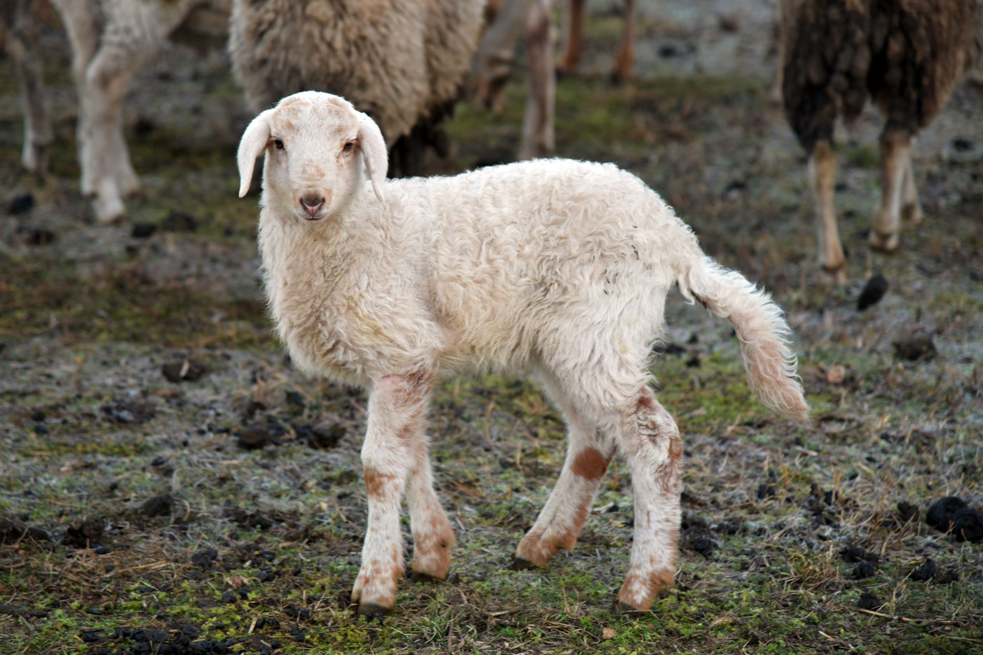 A cute lamb standing in a pasture in Rizza, Veneto, Italy amidst a flock, showcasing its fluffy wool and serene rural setting.