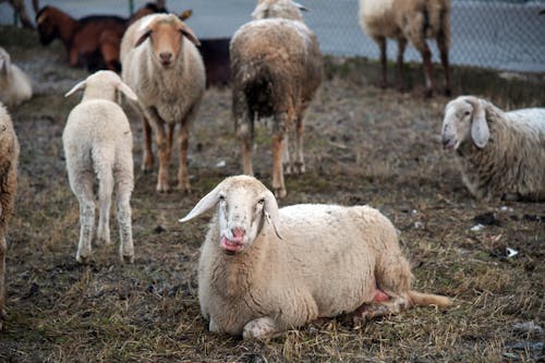 Herd of Sheep on Green Grass