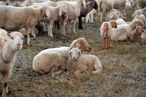 Free A Herd of Sheep on the Field Stock Photo