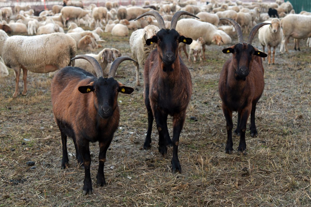 Goats and sheep on a farm ready for buyer selection