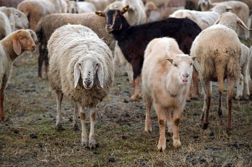 Free A diverse flock of sheep in the rural fields of Rizza, Veneto, Italy. Stock Photo