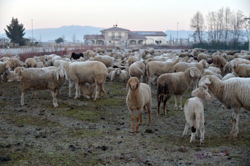 Herd of Sheep on a Field Near a Mansion