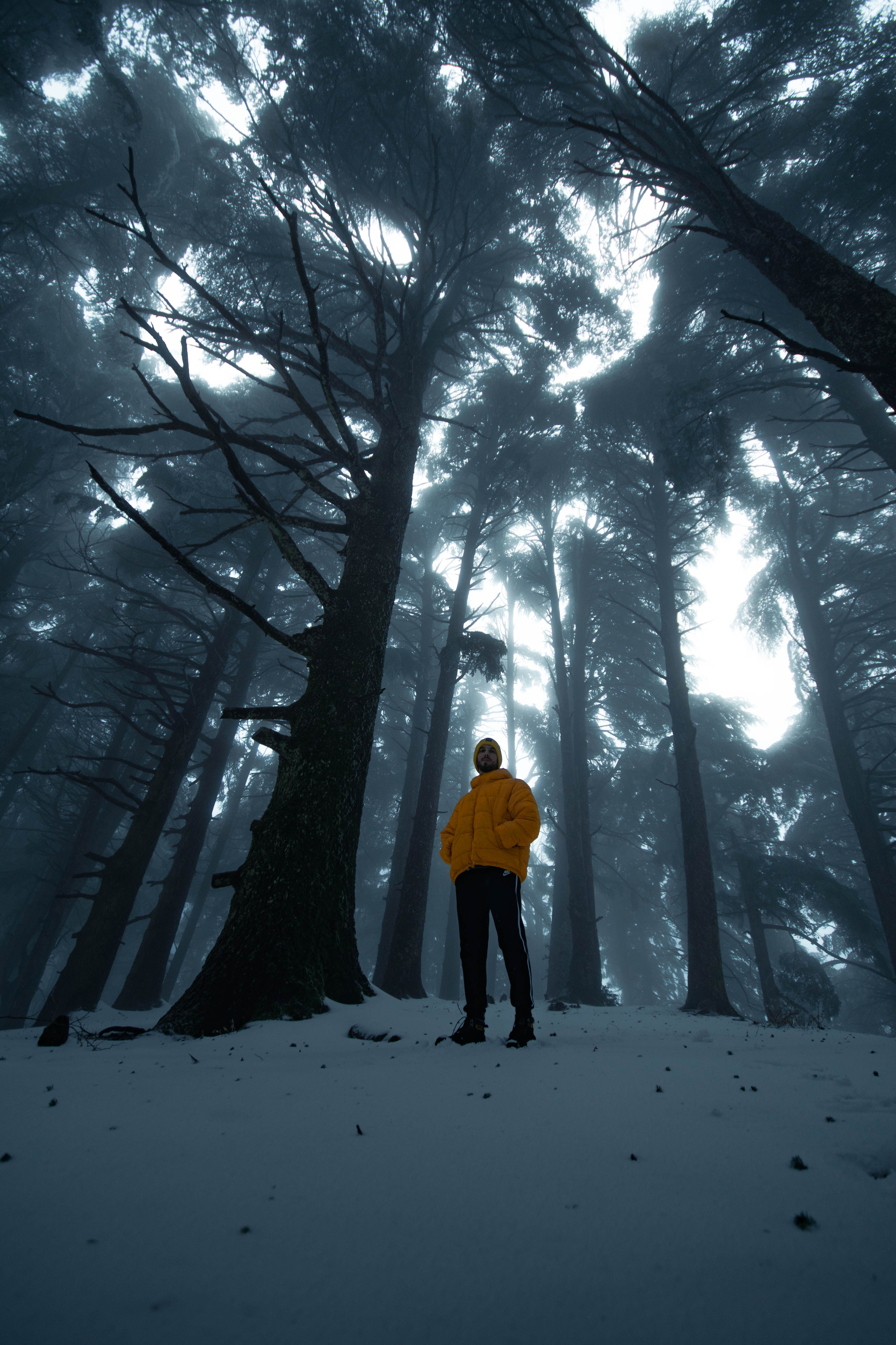 A Man Standing in a Forest with Tall Trees During Winter · Free Stock Photo