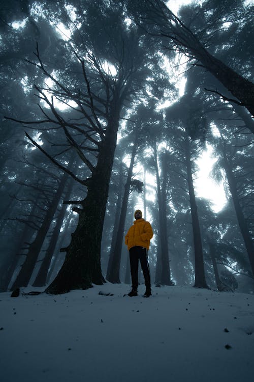 Free Person in Yellow Jacket Standing on Snow Covered Ground Near Bare Trees Stock Photo