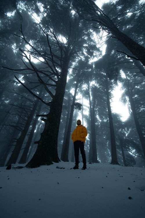 A Man Standing in a Forest with Tall Trees During Winter · Free Stock Photo