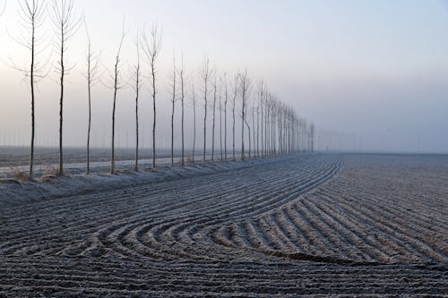 Základová fotografie zdarma na téma holé stromy, mlha, půda