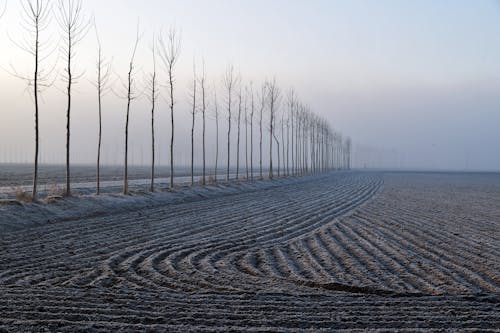 Kostenloses Stock Foto zu bauernhof-feld, erde, kahlen bäumen