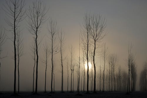 Free Gratis arkivbilde med bakbelysning, bare trær, daggry Stock Photo