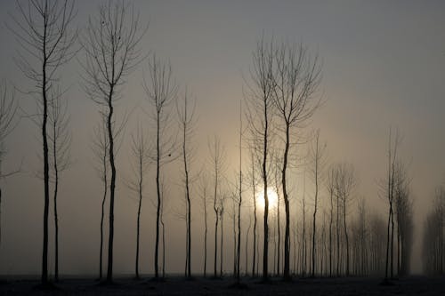 Free The Sunset Behind Bare Trees Stock Photo