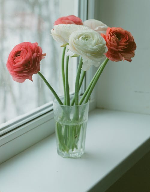 A Red and White Roses Near the Window