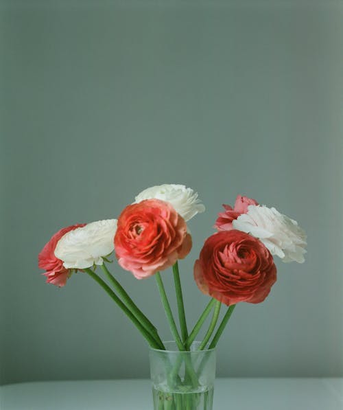 Free A White and Red Roses on a Glass Vase Stock Photo