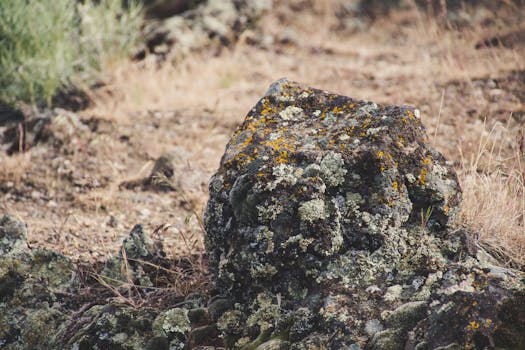 Lichen-covered rock in nature