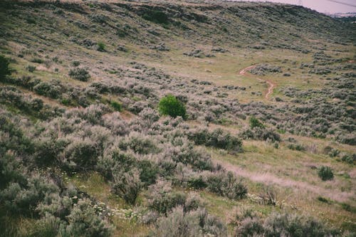 Aerial Photography of Green Field