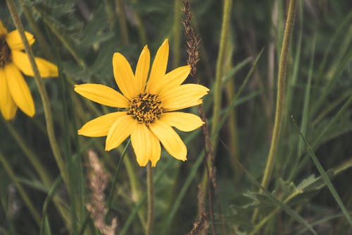 Flor Amarela Em Macro