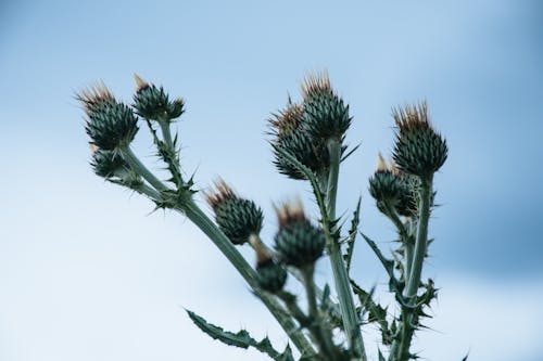 Pąki Kwiatów Ostu Zielonego Pin Bloom W Ciągu Dnia