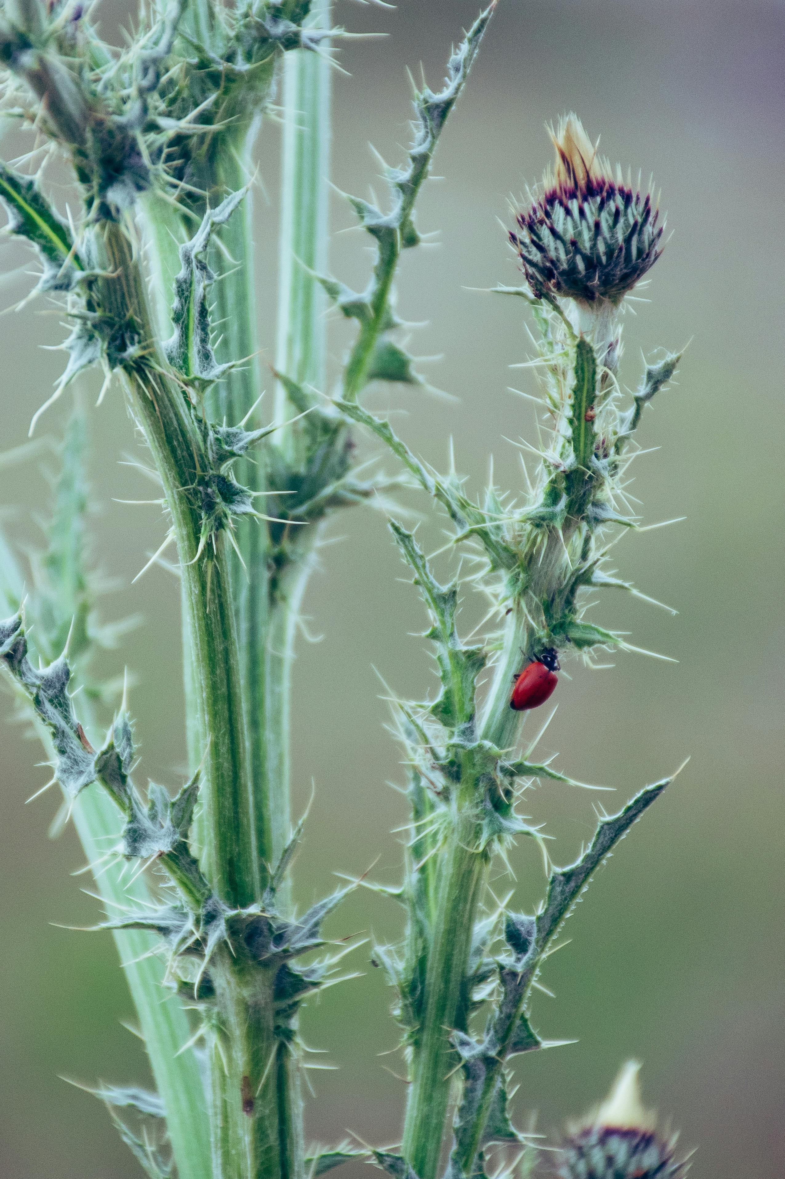 Selective Focus Photo of Green Thistle Buds at Daytime · Free Stock Photo