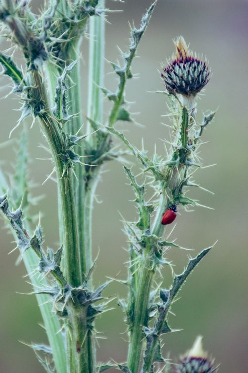 Free Detailed view of a thistle with green spiky leaves and a ladybug crawling on it. Stock Photo