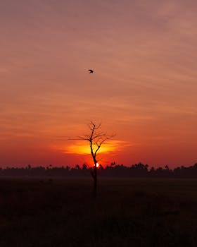 Breathtaking sunrise in Kerala with silhouette of tree and bird flying, showcasing nature's beauty.