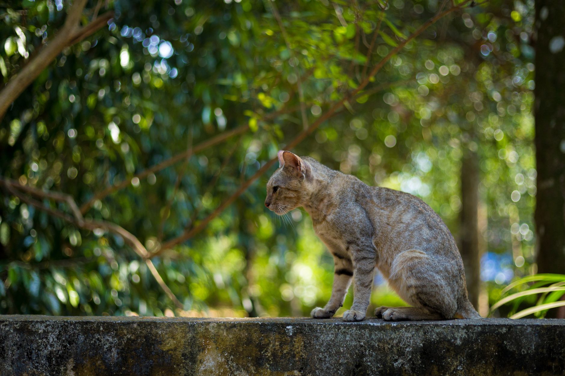 Bolivya'nın Yungas ormanlarında yaşayan yeni yabani kedi türü Leopardus tilcayo