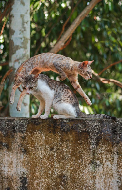 Foto profissional grátis de animais de estimação, felino, felinos