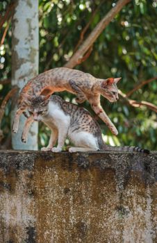 Two energetic cats playfully interact outdoors on a sunny day in India.