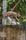 cat jumping