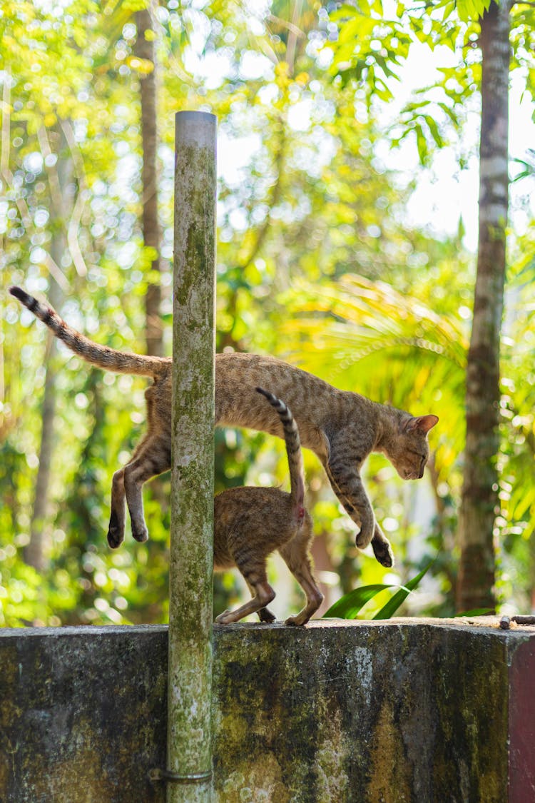 Cats Jumping Over A Concrete Fence