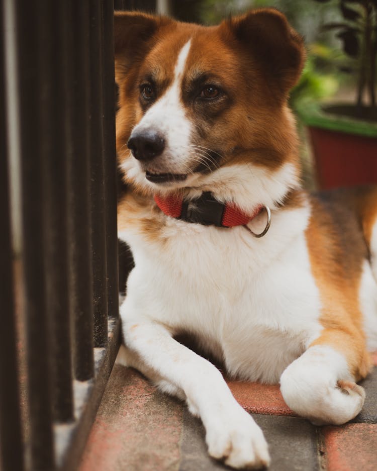 Close-Up Shot Of A Dog 