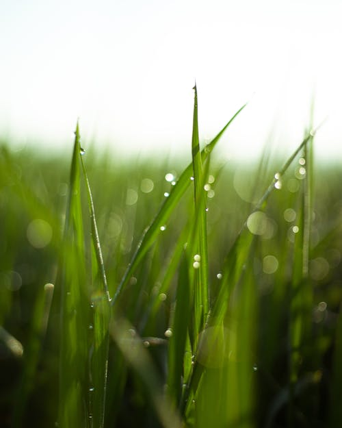 Close Up Photo of Grass Blades