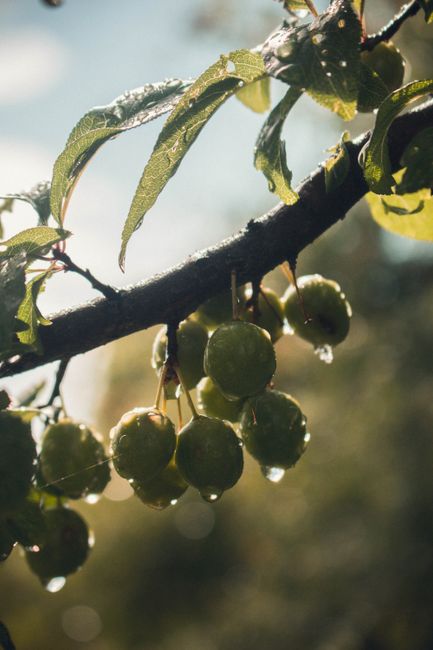 A close-up shot of green fruit with dewdrops on a tree branch, illuminated by natural light.
