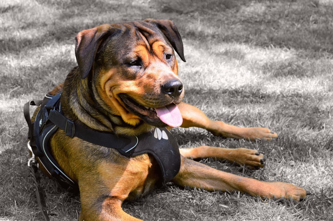 Adult Tan and Black American Pit Bull Terrier Wearing Black Vest Harness