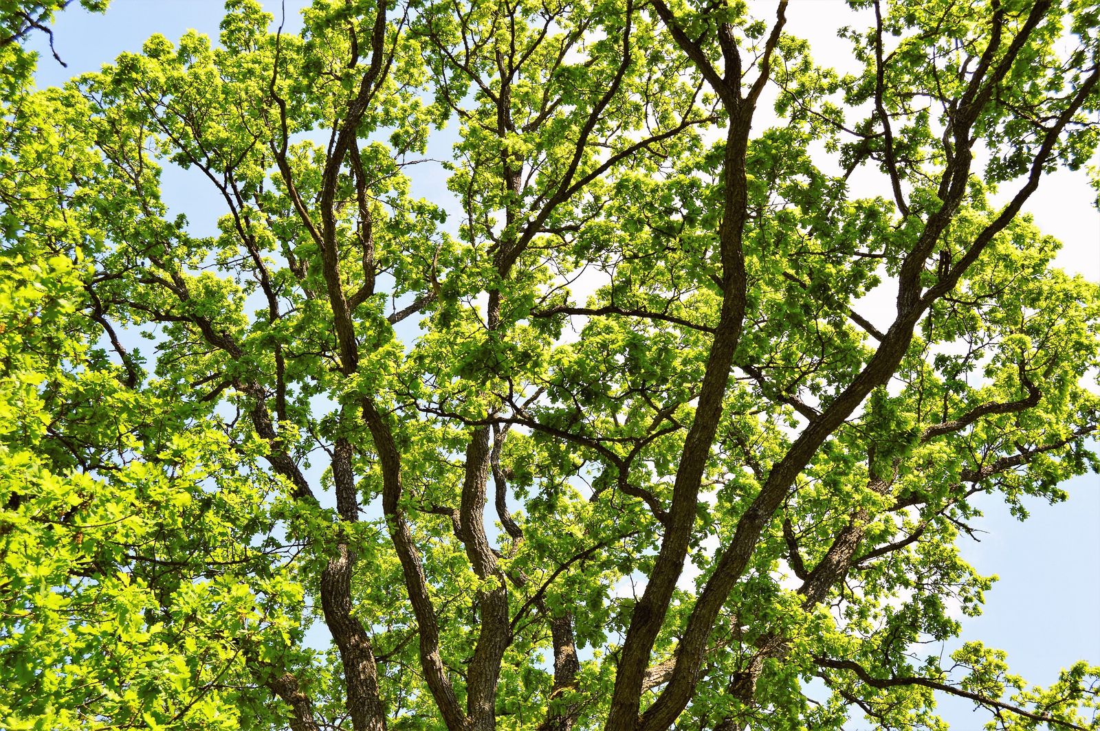 Green leaves in sunlight representing PA Tree & Garden Care